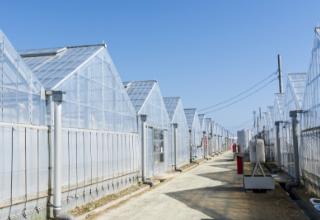 ビニールハウスの写真